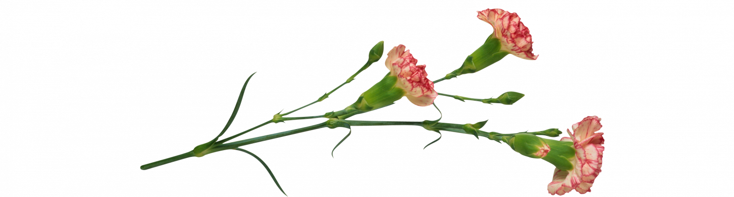 carnation43.png